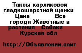Таксы карликовой гладкошерстной щенки › Цена ­ 20 000 - Все города Животные и растения » Собаки   . Курская обл.